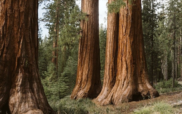 scenic drives northern california