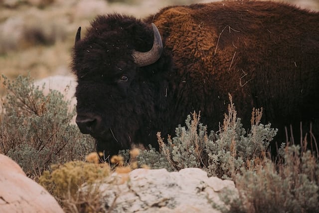 Bison