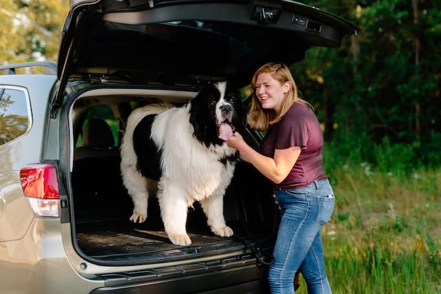 dog car barrier