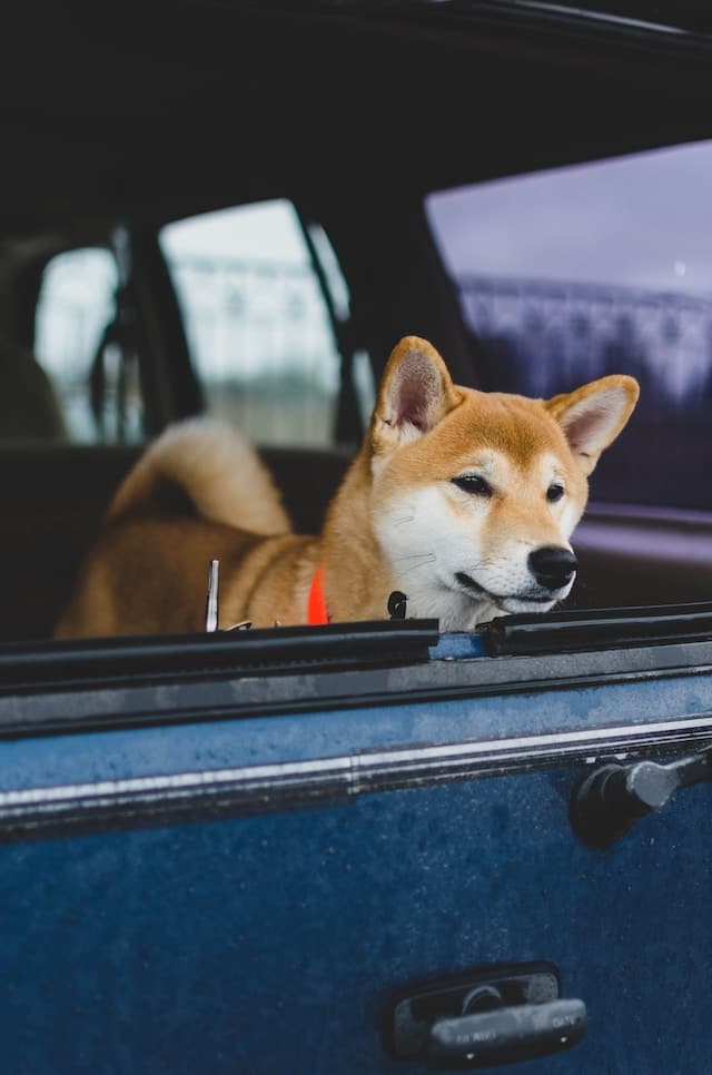 dog car barrier